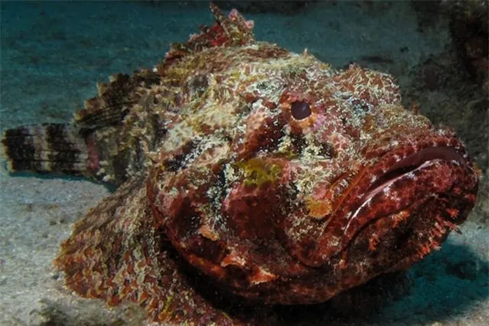 4. Cá Mặt Quỷ (Cá Đá): Cá mặt quỷ có hình dáng đáng sợ với làn da đá và vây sắc nhọn. Chúng có thể tấn công con mồi bằng chất độc trừ vảy.