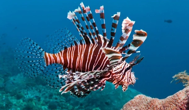 2. Cá Sư Tử: Là một trong những loài cá nguy hiểm nhất hành tinh, cá Sư Tử sống chủ yếu ở vùng biển Ấn Độ Dương-Thái Bình Dương và có vây sắc nhọn. Chúng có thể tấn công con người bằng bộ vây lưng sắc nhọn, gây thương tích nếu gần gũi.