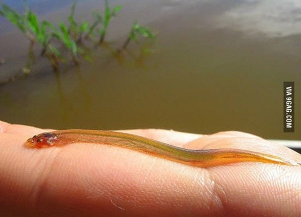 3. Candiru: Loài cá này sống ở sông Amazon và có khả năng tấn công con người bằng cách chui vào các lỗ của cơ thể, gây ra vết thương và nguy hiểm đến sức khỏe.