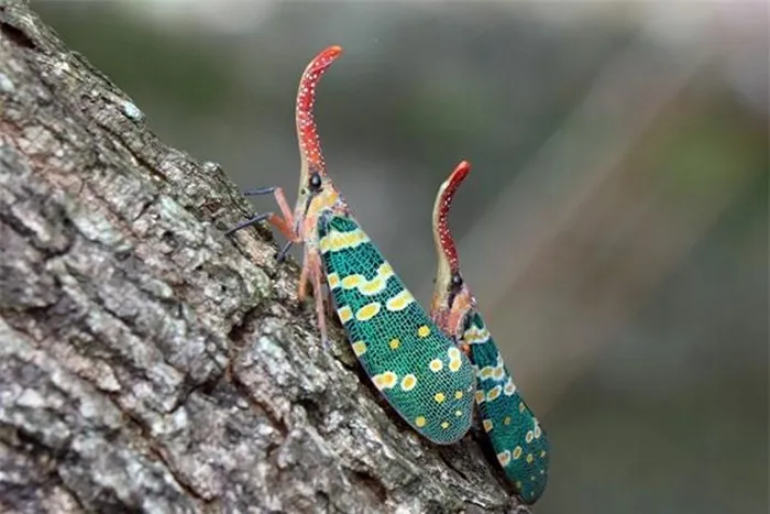 Khi bay, nhìn nó giống như một loài bướm. Loài côn trùng ở Việt Nam này có khả năng bật nhảy rất nhanh nên rất khó bắt cũng như khó có cơ hội chụp hình được khoảnh khắc nó bắt đầu xòe đôi cánh lung linh sắc màu.