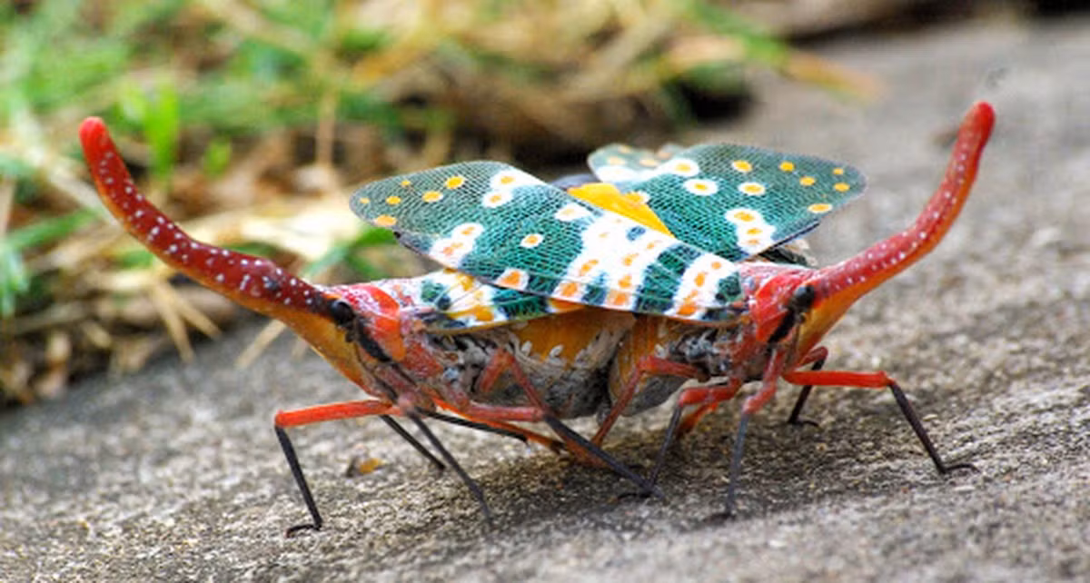 Mặc dù có vẻ đẹp kiêu sa, nhưng ve sầu vòi voi đầu đỏ thực sự là một sát thủ trong thế giới côn trùng. Với khả năng bật nhảy nhanh, vòi voi đầu đỏ trở nên rất khó bắt.