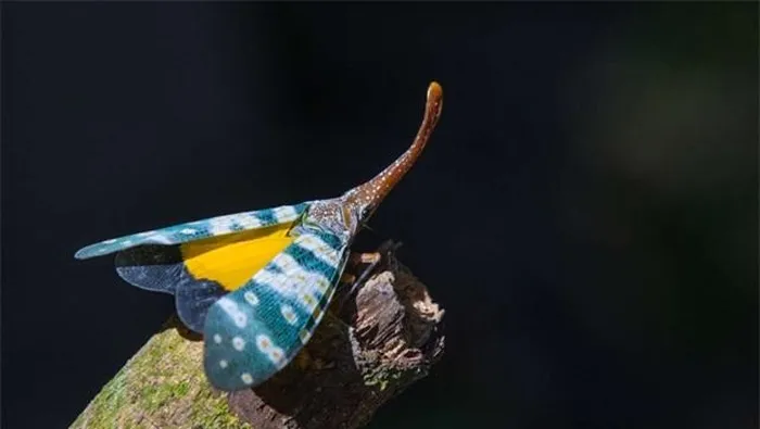 Sinh vật được ví như một tác phẩm độc đáo của tạo hóa.