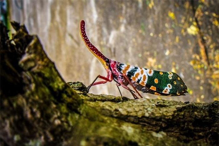 Với chiếc vòi dài, ve sầu vòi voi giống như một "chú voi thu nhỏ". Chiếc vòi này chính là phần miệng kéo dài để hút nhựa cây.