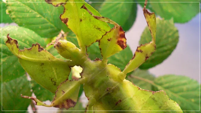 Năm 1992 và 2000, bọ lá được liệt vào Sách Đỏ Việt Nam, thuộc danh mục các loài động vật sắp nguy cấp.