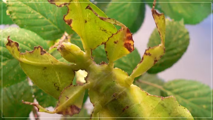 Năm 1992 và 2000, bọ lá được liệt vào Sách Đỏ Việt Nam, thuộc danh mục các loài động vật sắp nguy cấp.