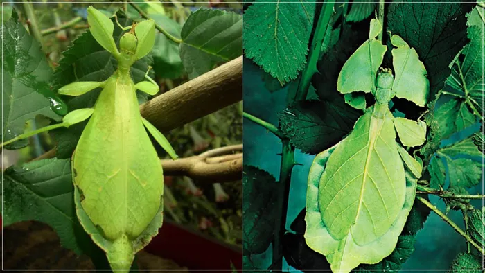 Bọ lá thậm chí còn ngụy trang khi đẻ trứng, để chúng rơi xuống nền rừng mà không bị phát hiện.