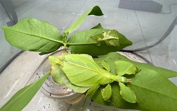 Với kích thước lớn (từ 5-10cm), chúng thường bị nhầm lẫn với lá thật.