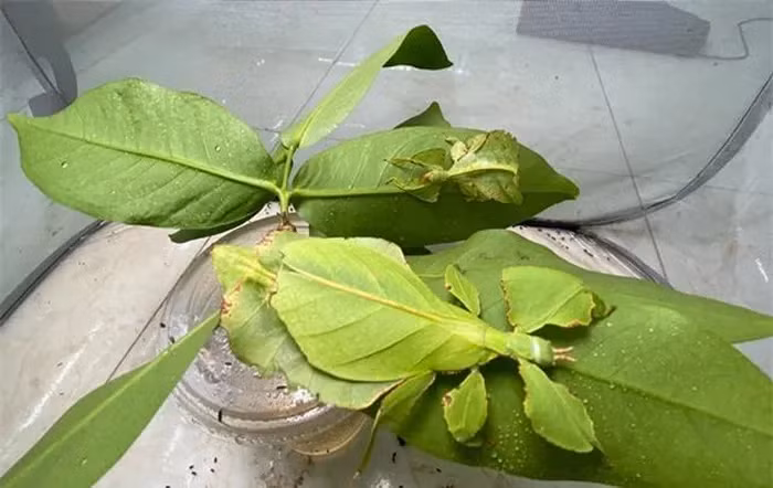 Với kích thước lớn (từ 5-10cm), chúng thường bị nhầm lẫn với lá thật.