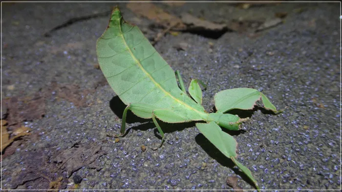 Bọ lá không chỉ thụ động trong ngụy trang mà còn lắc lư người để bắt chước cảnh lá bị gió thổi, tận dụng hoạt cảnh này để di chuyển đến nơi cần thiết.