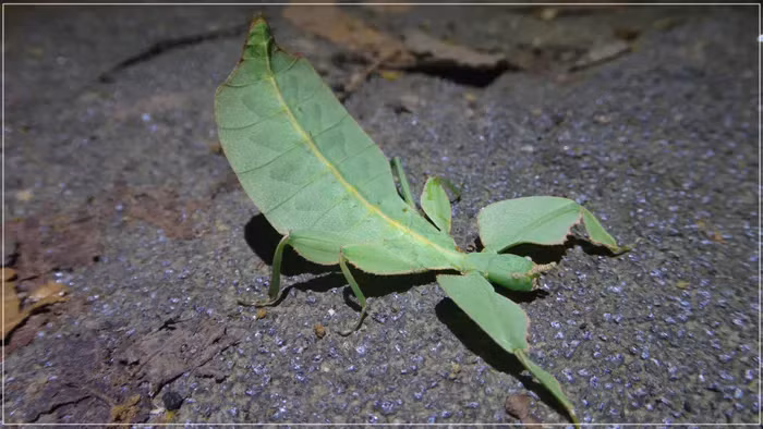 Bọ lá không chỉ thụ động trong ngụy trang mà còn lắc lư người để bắt chước cảnh lá bị gió thổi, tận dụng hoạt cảnh này để di chuyển đến nơi cần thiết.