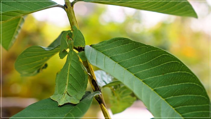 Bọ lá sống chủ yếu ở các khu bảo tồn và vườn quốc gia, với số lượng hiện nay khá ít.