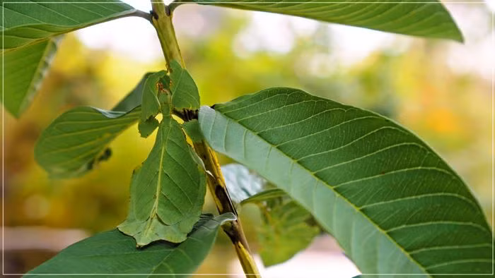 Bọ lá sống chủ yếu ở các khu bảo tồn và vườn quốc gia, với số lượng hiện nay khá ít.