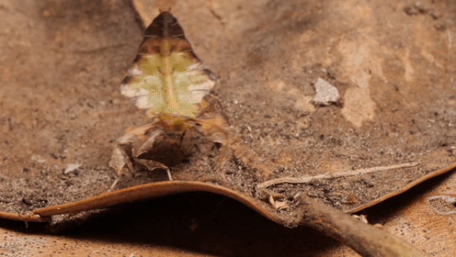 Chúng có khả năng thay đổi màu từ nâu sang xanh lá cây khi trưởng thành, và để đạt hình thái hoàn chỉnh, chúng cần lột xác 7 lần.