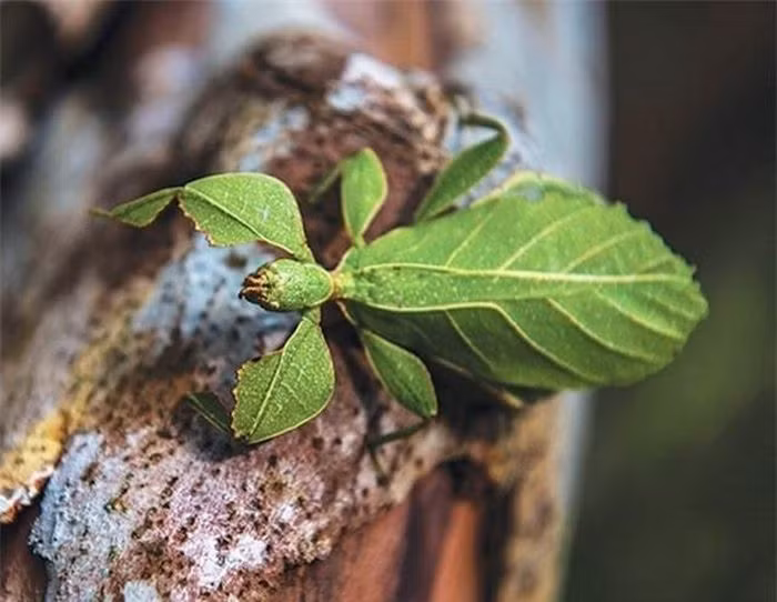 Loài côn trùng này có hình dạng giống lá cây, có thể thay đổi màu sắc từ xanh sang vàng, nâu tùy thuộc vào môi trường sống.