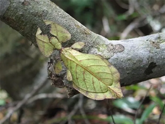 Khả năng ngụy trang xuất sắc khiến bọ lá trở thành một biểu tượng của sự huyền bí và đa dạng trong thế giới côn trùng Việt Nam.
