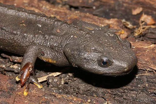 Các biện pháp này nhằm bảo vệ loài cá cóc Tam Đảo và giữ cho nó không chỉ là một biểu tượng quý hiếm của Việt Nam mà còn là một phần quan trọng của hệ sinh thái đa dạng của khu vực.