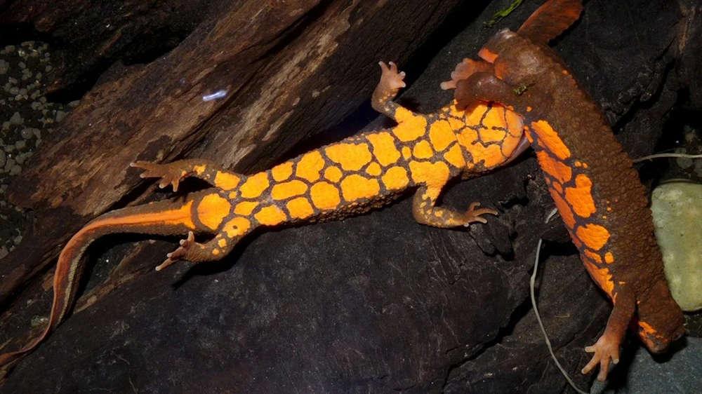 Cá cóc Tam Đảo có hình dạng giống thằn lằn, với cơ thể dài từ 14 cm đến 20 cm.