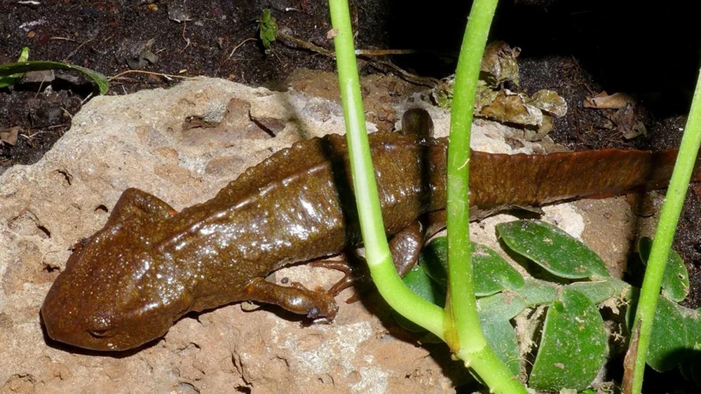 Sở hữu một số đặc điểm độc đáo như chiếc đuôi dẹp và da thiếu vảy, chúng có khả năng di chuyển cả trên cạn và dưới nước.