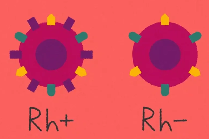 Đề xuất rằng Rh- nên được xem xét với tư cách bình đẳng với Rh+ và không nên coi nó là quá khác biệt chỉ vì sự hiếm có của nó.