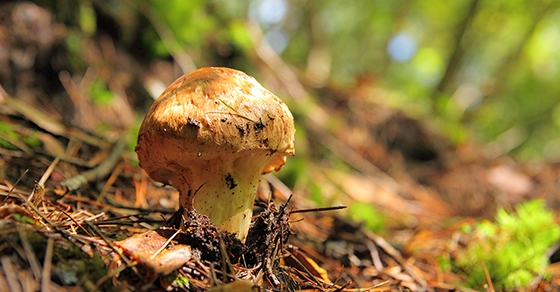 Giá trị của nấm Matsutake là vô cùng cao, lên tới 30 triệu đồng/kg, chủ yếu bởi sự hiếm có và không thể trồng nhân tạo.