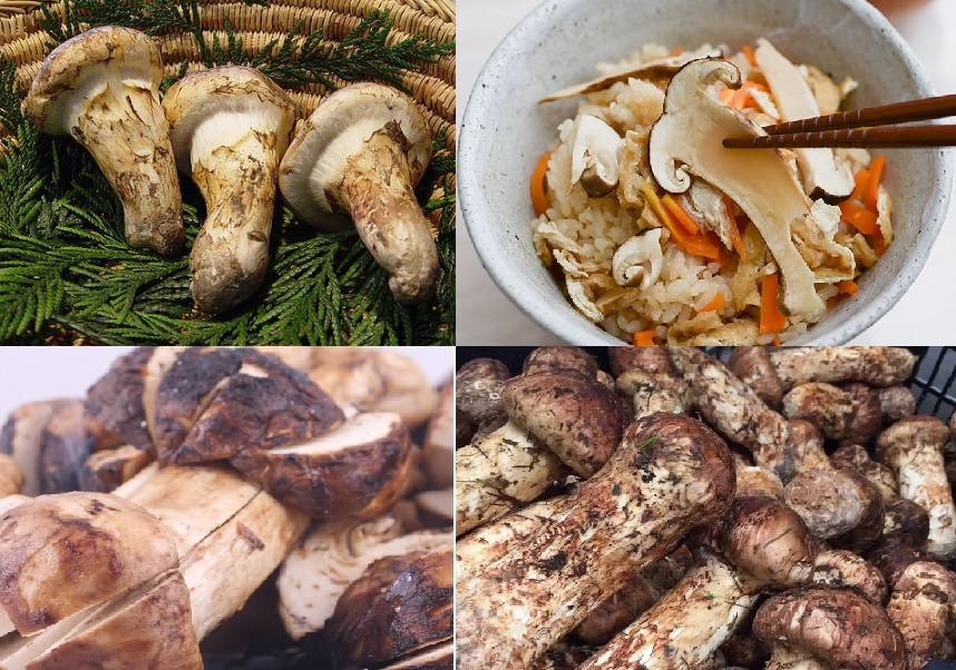 Mùi vị đặc trưng, thịt dày, ăn giòn và ngọt thanh, khiến nó trở thành một món ăn đắt đỏ và được nhiều người giàu sẵn lòng chi trả hàng chục triệu để thưởng thức.