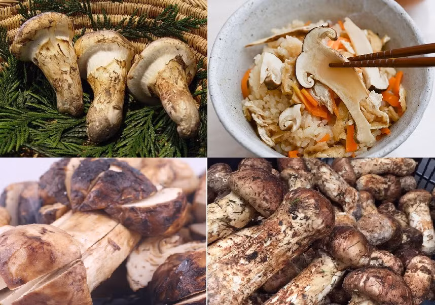 Mùi vị đặc trưng, thịt dày, ăn giòn và ngọt thanh, khiến nó trở thành một món ăn đắt đỏ và được nhiều người giàu sẵn lòng chi trả hàng chục triệu để thưởng thức.