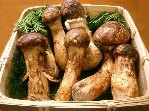 Đặc trưng của nấm Matsutake là việc chỉ mọc tại rừng thông đỏ, trên rễ của cây thông lớn, không phát triển tràn lan, điều làm cho nấm trở nên quý hiếm và đặc biệt.