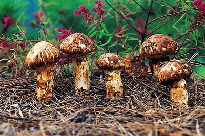 Nấm Matsutake không chỉ là nguồn nguyên liệu cho các món ăn bổ dưỡng, mà còn có giá trị trong y học truyền thống, được coi là phương thuốc quý.