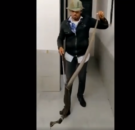 Người nhà của cô đã liên lạc với lực lượng cứu hộ rắn địa phương, họ đã nhanh chóng đến và bắt giữ con rắn.