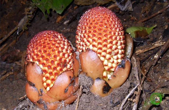 Gió đất hoa thưa là loài sống ký sinh trên rễ, cao từ 10cm - 20cm, màu nâu đỏ, không diệp lục. Củ của nó hình trứng, bề mặt sần sùi, phiến lá hình mũi giác.
