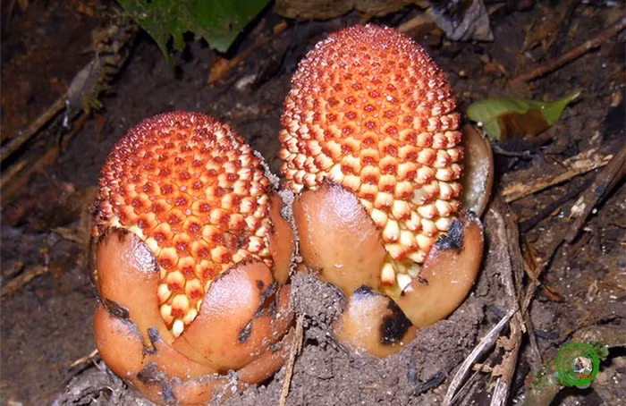 Gió đất hoa thưa là loài sống ký sinh trên rễ, cao từ 10cm - 20cm, màu nâu đỏ, không diệp lục. Củ của nó hình trứng, bề mặt sần sùi, phiến lá hình mũi giác.