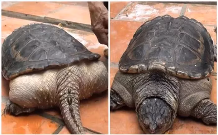 2. Rùa Cá Sấu (2014): Một con rùa ở Cần Thơ mọc ra chiếc đuôi dài giống cá sấu, với 9 cái sừng. Chân và da của rùa cũng trở nên giống loài cá sấu.