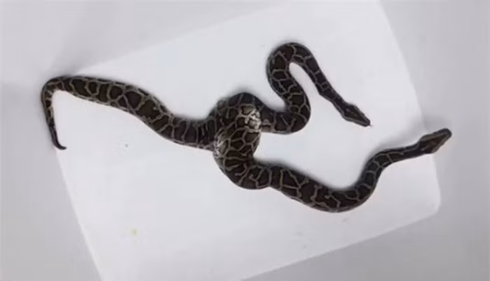 4. Trăn Hai Đầu (2012): Một cửa hàng buôn bán động vật ở Hà Nội chia sẻ hình ảnh chú trăn hai đầu, chiếc đầu thứ hai hoạt động riêng biệt, là giống trăn Miến Điện, dài khoảng 90cm, nặng khoảng 2kg.