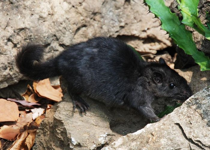 Chuột Trường Sơn là loài sống sót duy nhất của họ thú cổ Diatomyidae, mà trước đó được coi là đã biến mất từ kỷ Miocence.