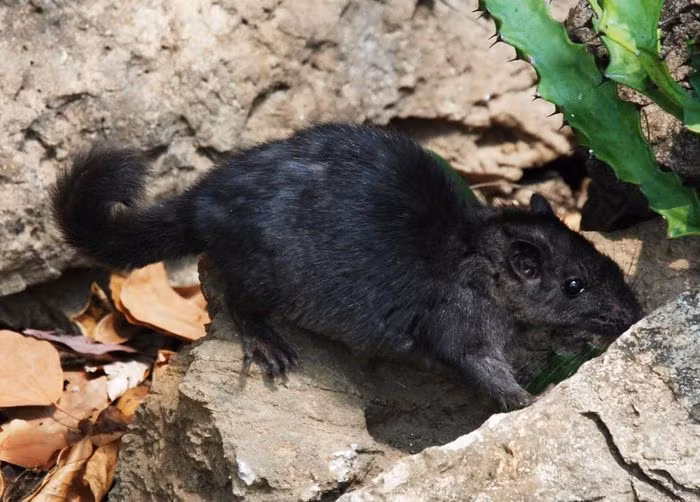 Chuột Trường Sơn là loài sống sót duy nhất của họ thú cổ Diatomyidae, mà trước đó được coi là đã biến mất từ kỷ Miocence.