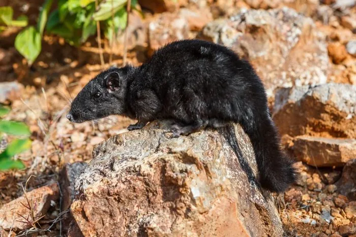 Chuột Trường Sơn hoạt động vào ban đêm và ăn chủ yếu thực vật.