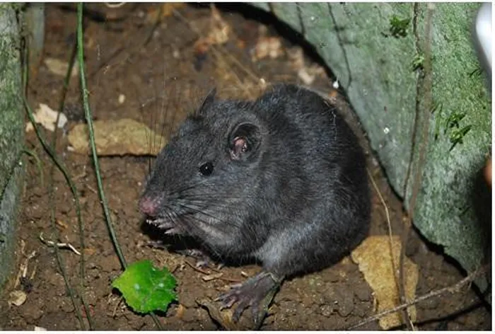 Chuột Trường Sơn không chỉ là một phát hiện thiên nhiên quan trọng mà còn là một ví dụ về hiệu ứng hồi sinh hiếm gặp trong thế giới động vật.