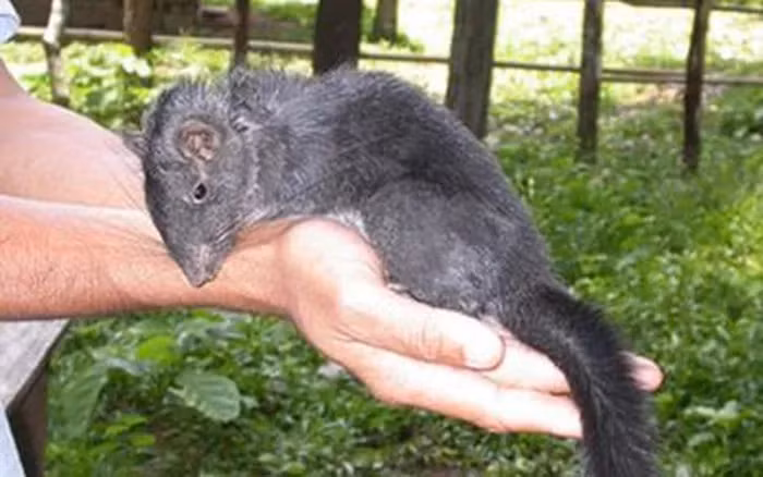 Tuy nhiên, đến cuối năm 2011, các nhà khoa học đã phát hiện 4 mẫu vật của một loài thú khá giống ở xã Thượng Hóa, huyện Minh Hóa, tỉnh Quảng Bình, và sau khi tiến hành phân tích so sánh các đặc điểm hình thái, họ đặt tên loài này là "Chuột Trường Sơn" (Annamite Rat).