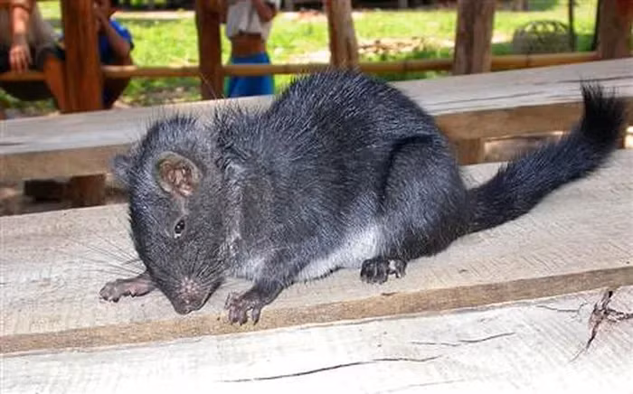 Loài chuột đá Lào (Laonastes aenigmamus) là một thú cổ với hình dạng giống chuột và đã được tìm thấy trước đây tại Lào năm 2005.