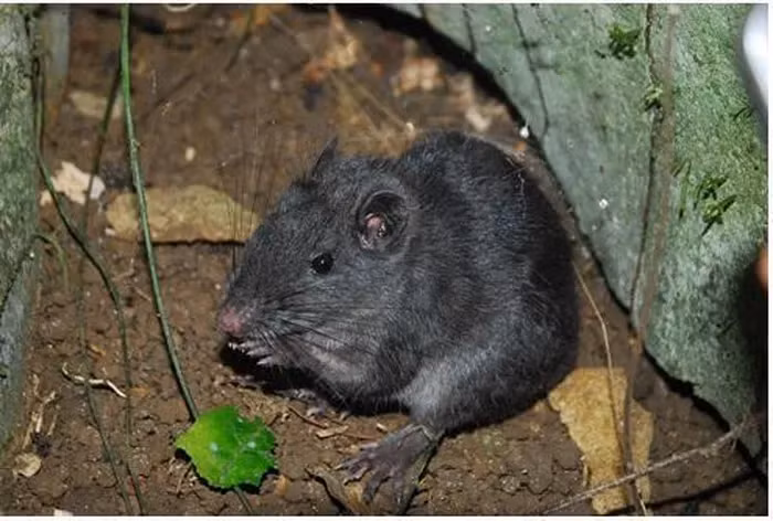 Chuột Trường Sơn không chỉ là một phát hiện thiên nhiên quan trọng mà còn là một ví dụ về hiệu ứng hồi sinh hiếm gặp trong thế giới động vật.