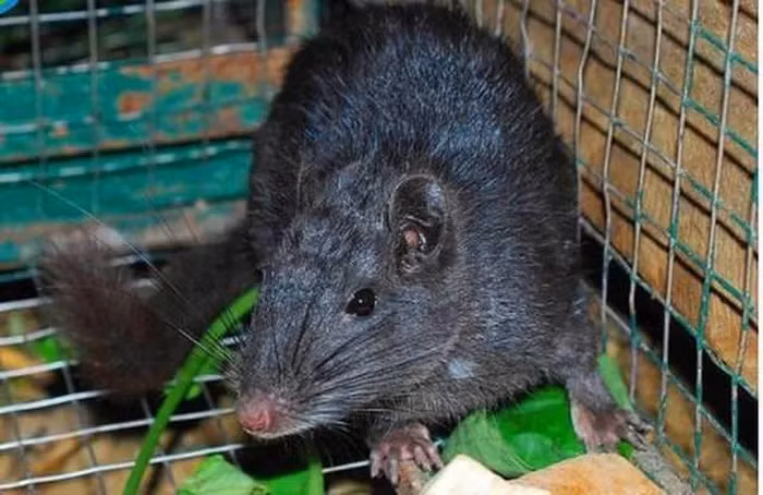 Đặc biệt, loài này đóng góp vào sự bảo vệ môi trường và các biện pháp bảo tồn động vật hoang dã, cũng như thúc đẩy sự phát triển kinh tế và cộng đồng trong vùng để ngăn ngừa săn bắt và chặt phá rừng.