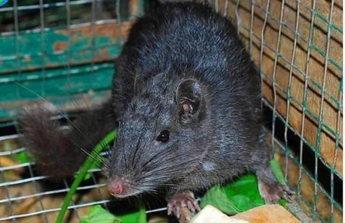 Đặc biệt, loài này đóng góp vào sự bảo vệ môi trường và các biện pháp bảo tồn động vật hoang dã, cũng như thúc đẩy sự phát triển kinh tế và cộng đồng trong vùng để ngăn ngừa săn bắt và chặt phá rừng.