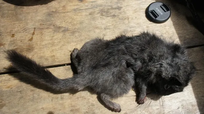 Loài này không chỉ độc đáo về hình dáng mà còn về cách sinh sản, bởi nó mang thai một con duy nhất.