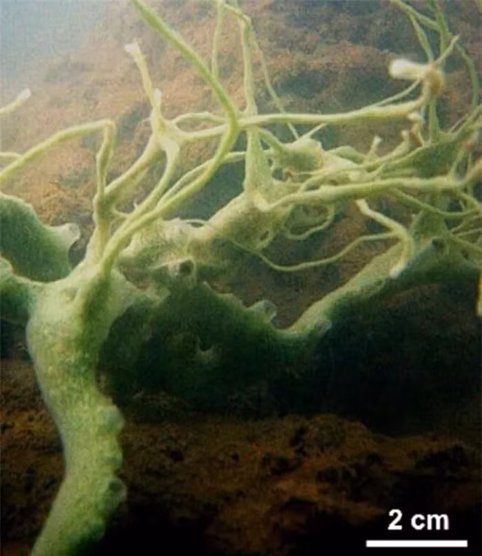 Đây là một loài bọt biển mới, được đặt tên là Cladocroce pansinii. Phát hiện này được công bố trong Tạp chí Khoa học và Kỹ thuật Hàng hải, sau khi các nhà khoa học tiến hành một chuyến lặn biển ở Vịnh Hạ Long.