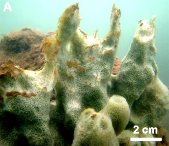 Màu sắc xanh nhạt độc đáo của loài bọt biển này đã thu hút sự chú ý của các nhà khoa học.