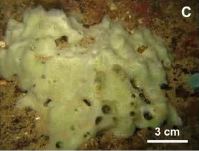 Phát hiện này không chỉ bổ sung vào "kho từ điển" sinh học của Việt Nam mà còn giúp nhà nghiên cứu hiểu thêm về đa dạng sinh học của sinh vật biển vùng nhiệt đới.