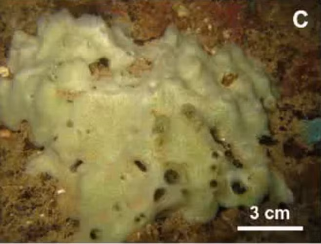 Phát hiện này không chỉ bổ sung vào "kho từ điển" sinh học của Việt Nam mà còn giúp nhà nghiên cứu hiểu thêm về đa dạng sinh học của sinh vật biển vùng nhiệt đới.