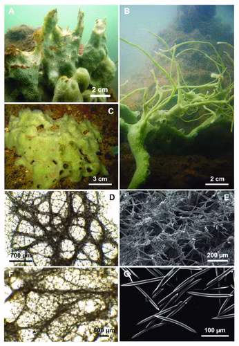 Ngoài ra, phát hiện này còn chỉ ra rằng một số mẫu vật bọt biển trước đây ở Hawaii và Thái Lan đã bị xác định nhầm là loài khác, nhưng thực sự chúng thuộc về loài Cladocroce pansinii.