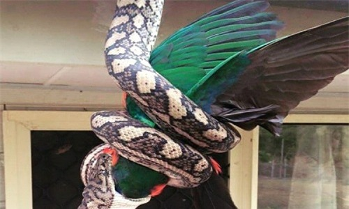 Chúng có màu sắc và kích thước đa dạng và ăn động vật khác nhau, bao gồm thằn lằn, chim và thậm chí cả chồn túi.