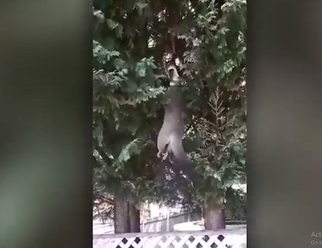 Con trăn treo trên cành cây và ngoạm đầu con chồn opossum, sau đó từ từ kéo con mồi lên cao. "Cuộc chiến" kéo dài hơn hai tiếng rưỡi trước khi con trăn quyết định bò xuống đất để hoàn tất việc ăn mồi.